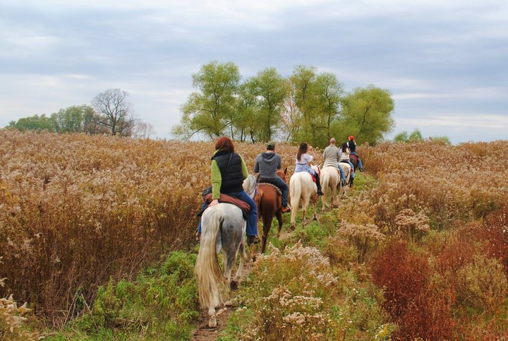 Riders on Painted Bar Stables horses crossing a field of tall grass toward the tree line in the Finger Lakes